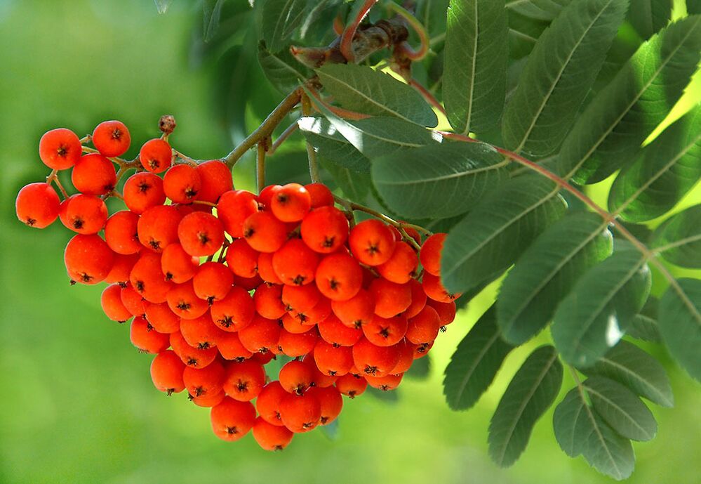 Les feuilles de Rowan sont utilisées comme compresse sur les ongles affectés par les champignons. 