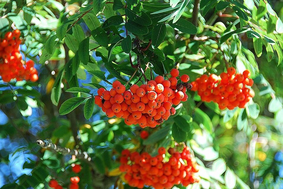 Rowan part combattre le champignon. 