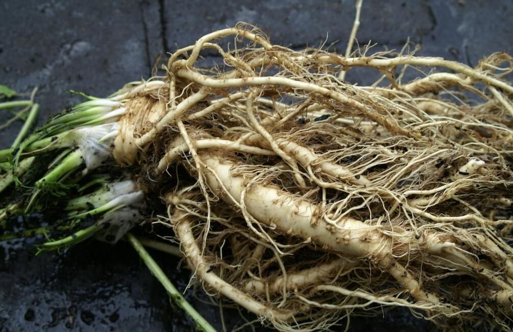 racine de raifort contre les champignons